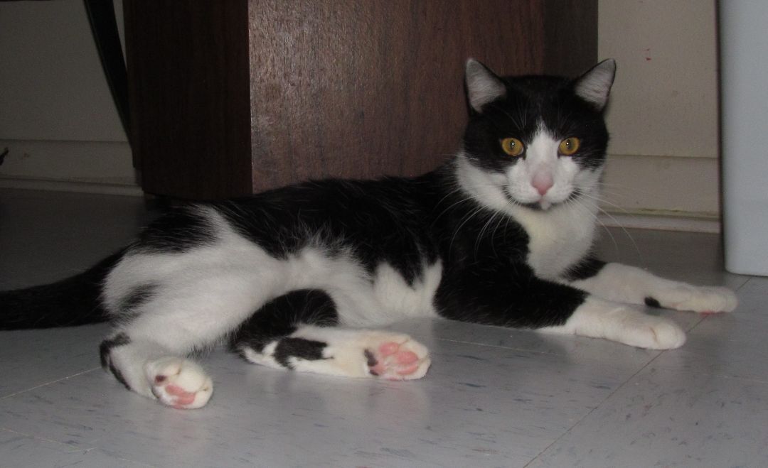 PETEY, an adoptable Domestic Short Hair, Tuxedo in Crystal River, FL, 34429 | Photo Image 6