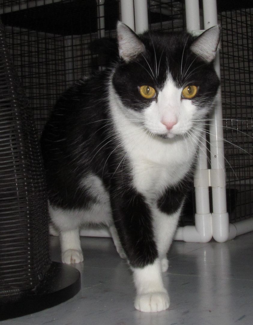 PETEY, an adoptable Domestic Short Hair, Tuxedo in Crystal River, FL, 34429 | Photo Image 1