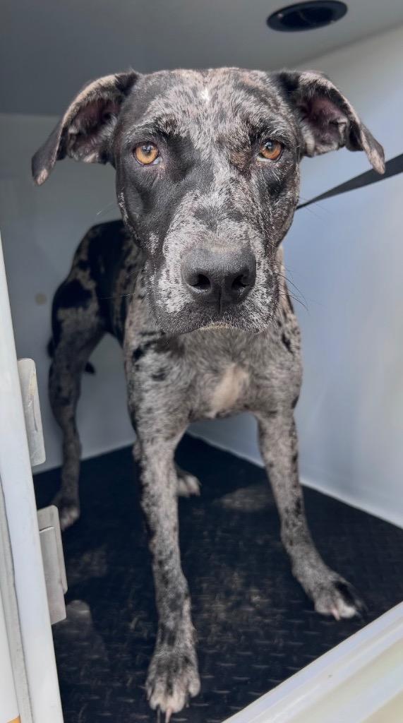 Meridian, Adoptable, Young Female Catahoula Leopard Dog.