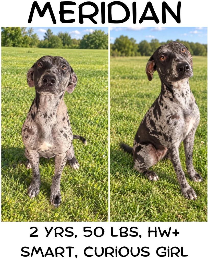 Enlarge Meridian, a Adoptable Catahoula Leopard Dog in Albany, GA image 2/6