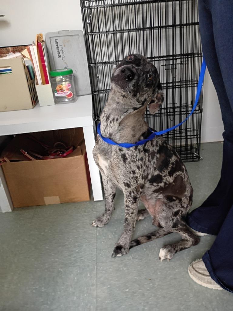 Enlarge Meridian, a Adoptable Catahoula Leopard Dog in Albany, GA image 5/6