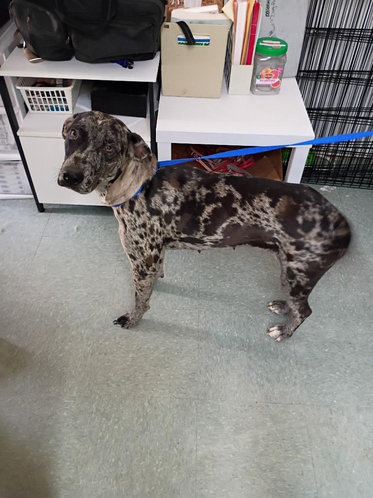Enlarge Meridian, a Adoptable Catahoula Leopard Dog in Albany, GA image 6/6