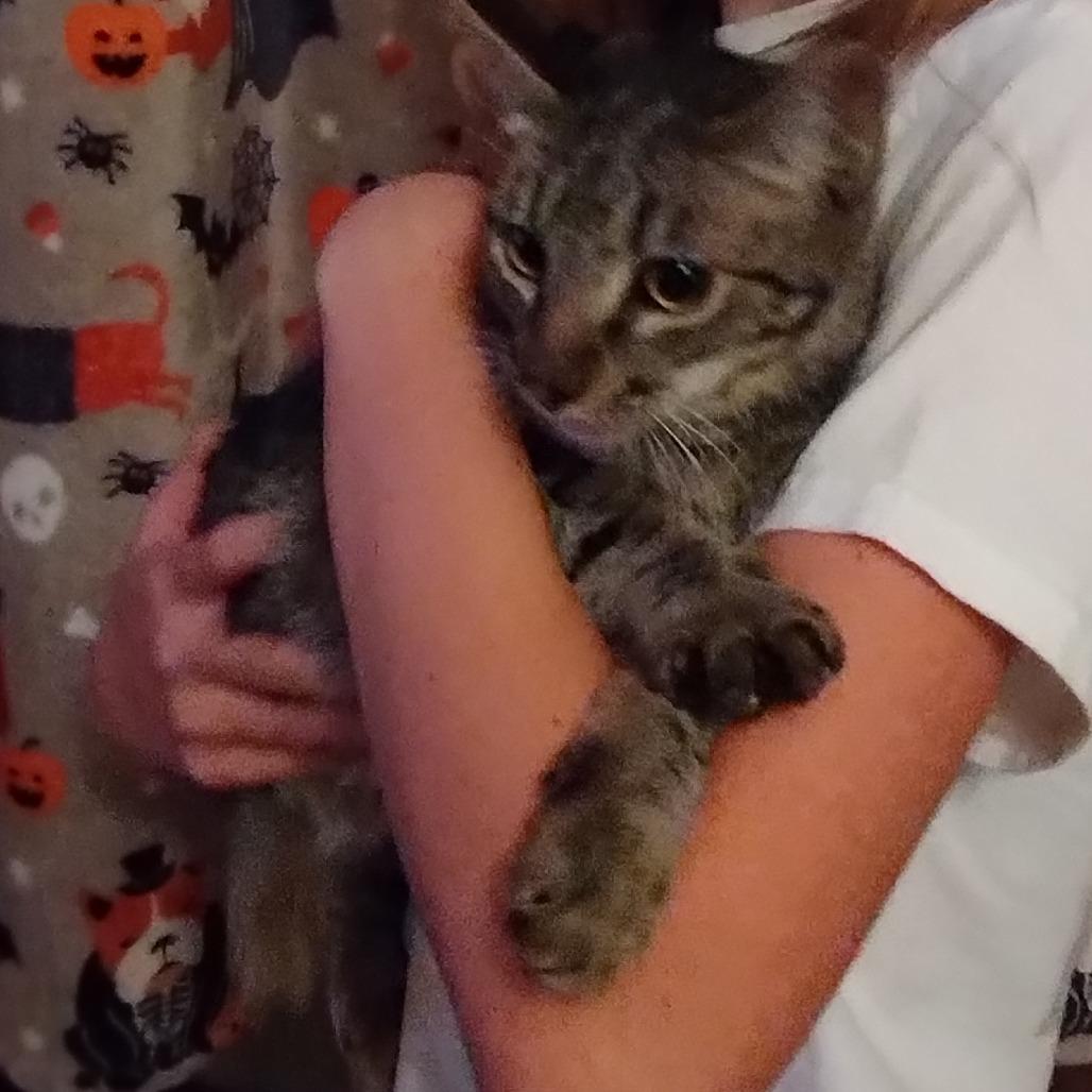 Jasper, Adoptable, Young Male Domestic Short Hair.