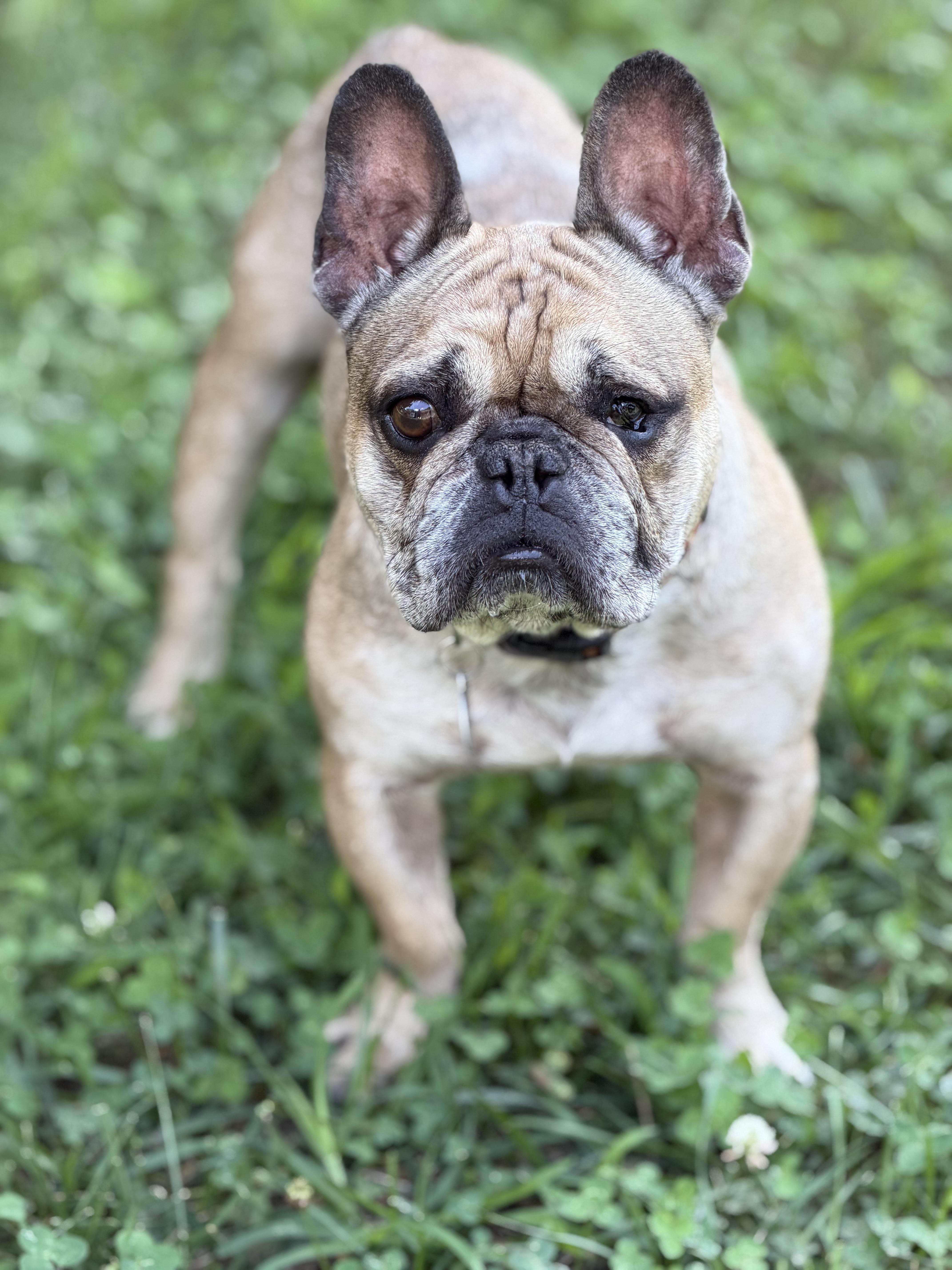Basil, adoptable, Adult Male French Bulldog.