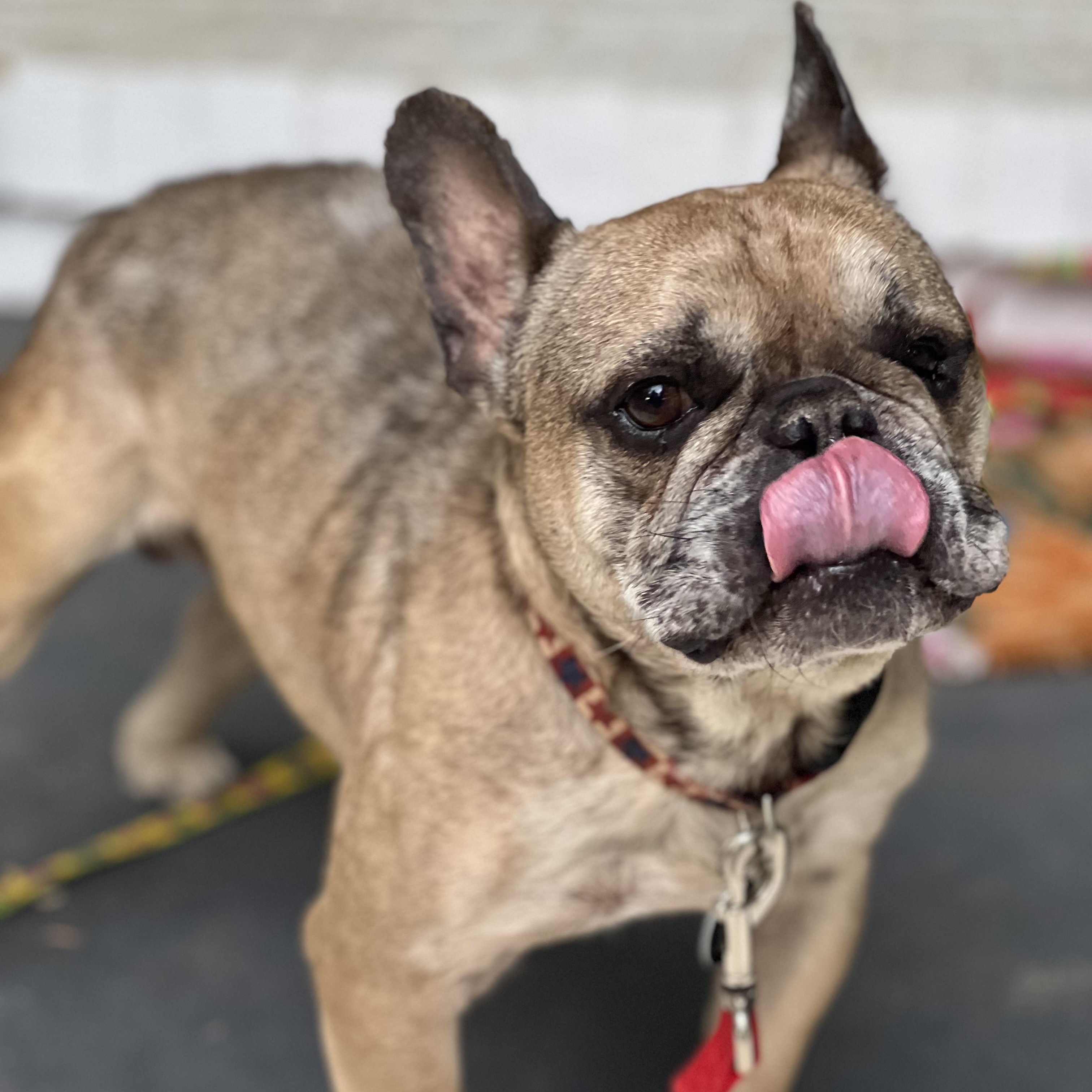 Enlarge Basil, an adoptable French Bulldog in Greensboro, NC image 5/5