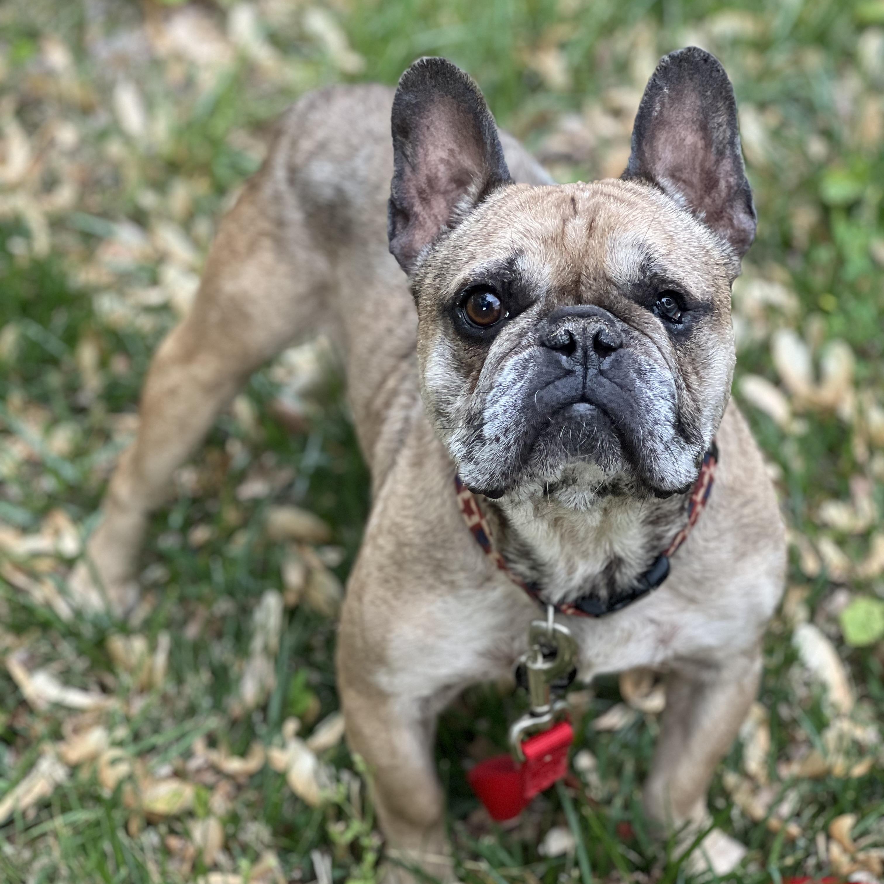 Basil, adoptable, Adult Male French Bulldog.