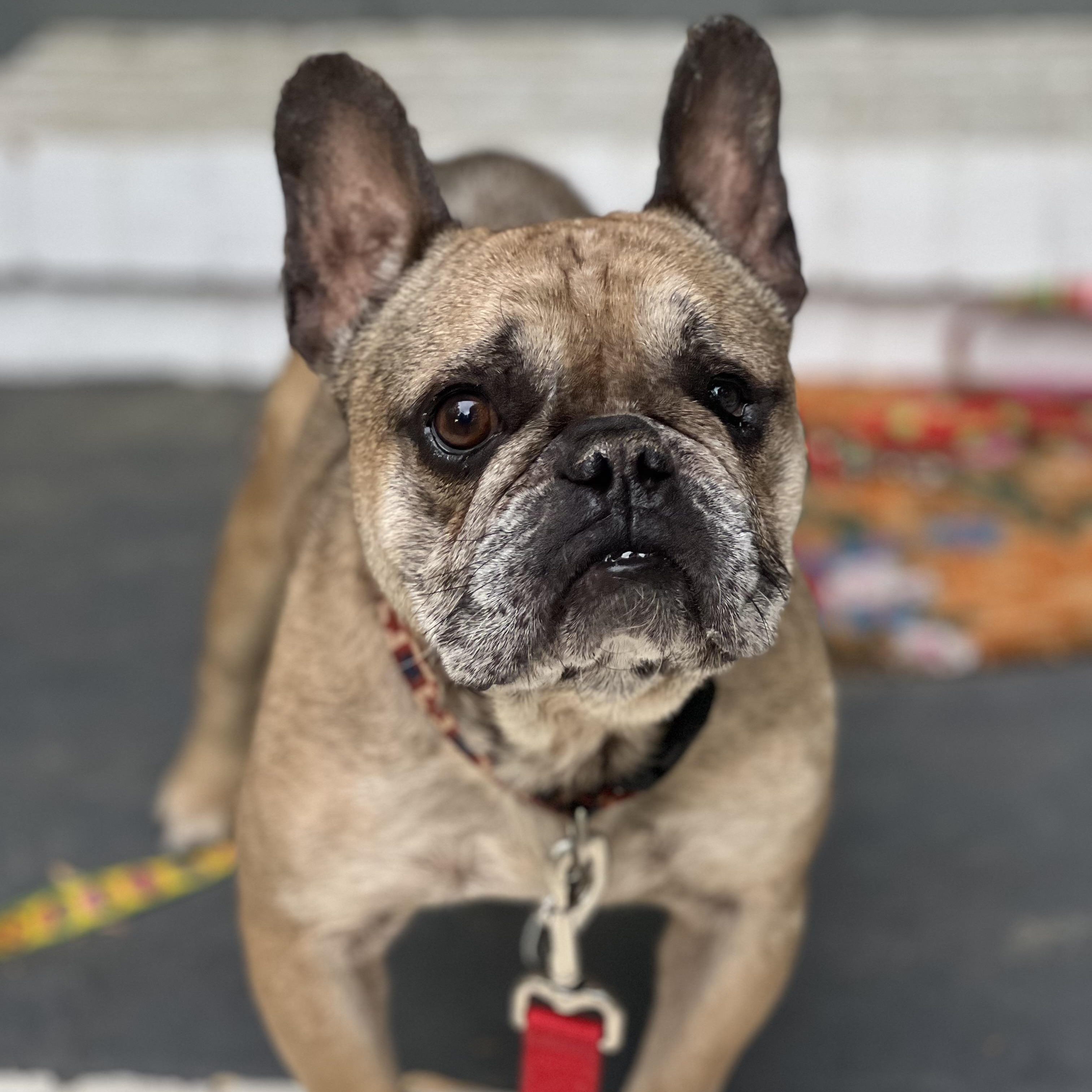 Enlarge Basil, an adoptable French Bulldog in Greensboro, NC image 4/5