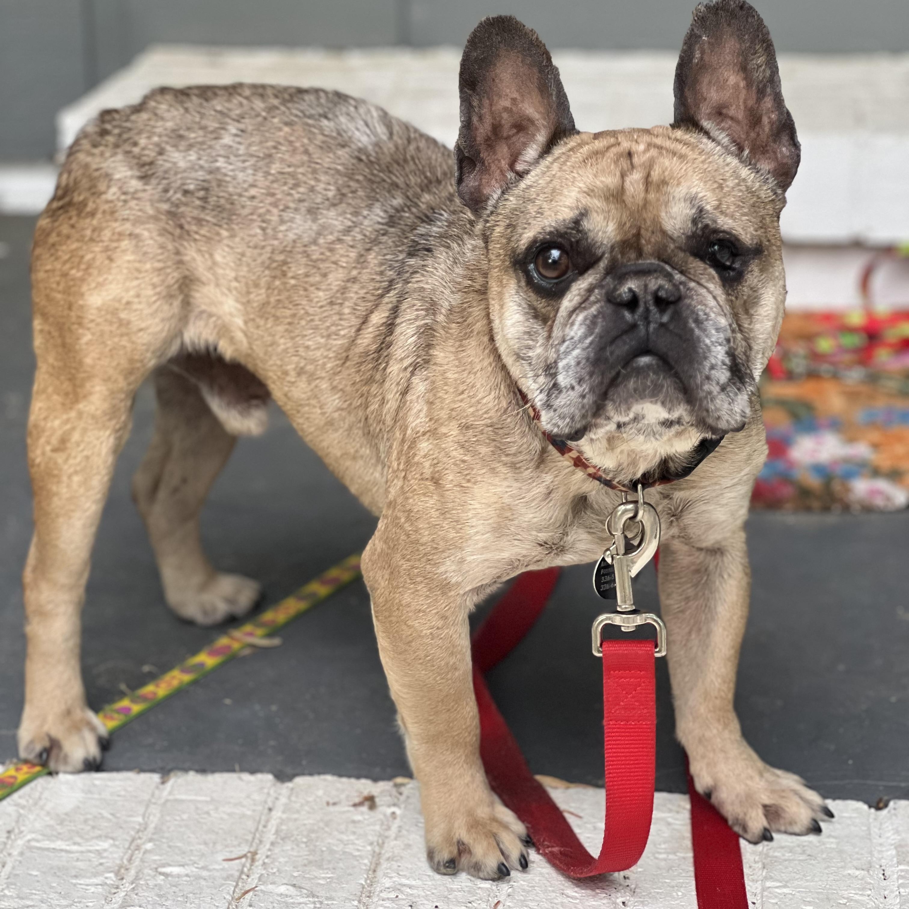 Enlarge Basil, an adoptable French Bulldog in Greensboro, NC image 2/5