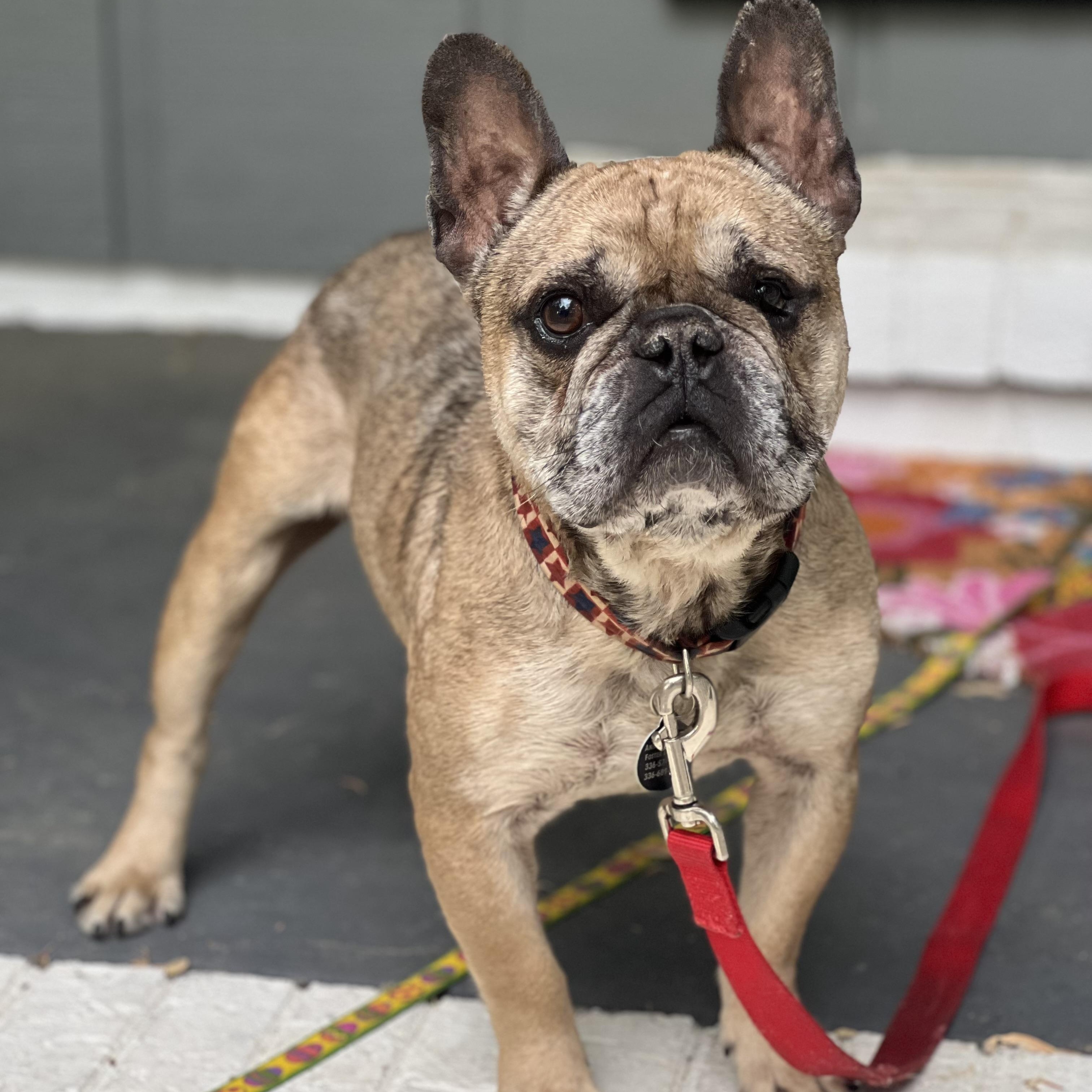 Enlarge Basil, an adoptable French Bulldog in Greensboro, NC image 3/5