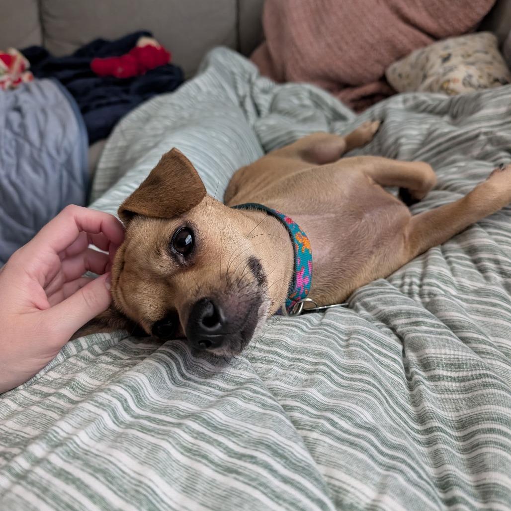 Clover, Adoptable, Adult Female Chihuahua.