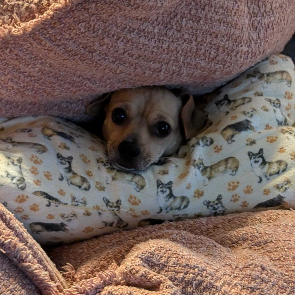 Enlarge Clover, a Adoptable Chihuahua in Hillsborough, NC image 2/6