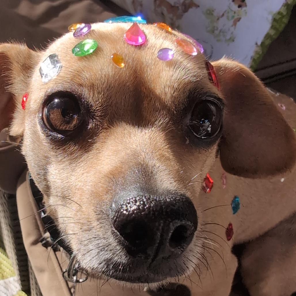 Enlarge Clover, a Adoptable Chihuahua in Hillsborough, NC image 3/6