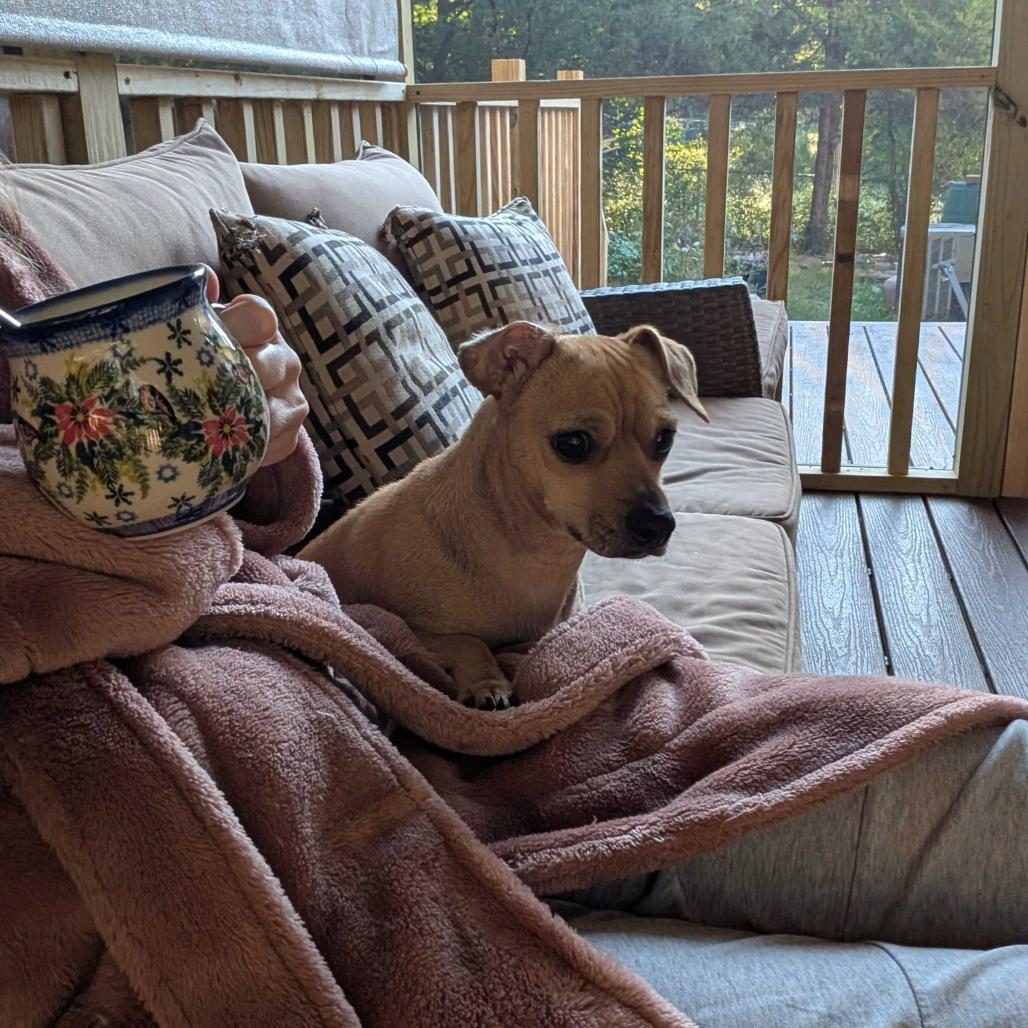 Enlarge Clover, a Adoptable Chihuahua in Hillsborough, NC image 4/6