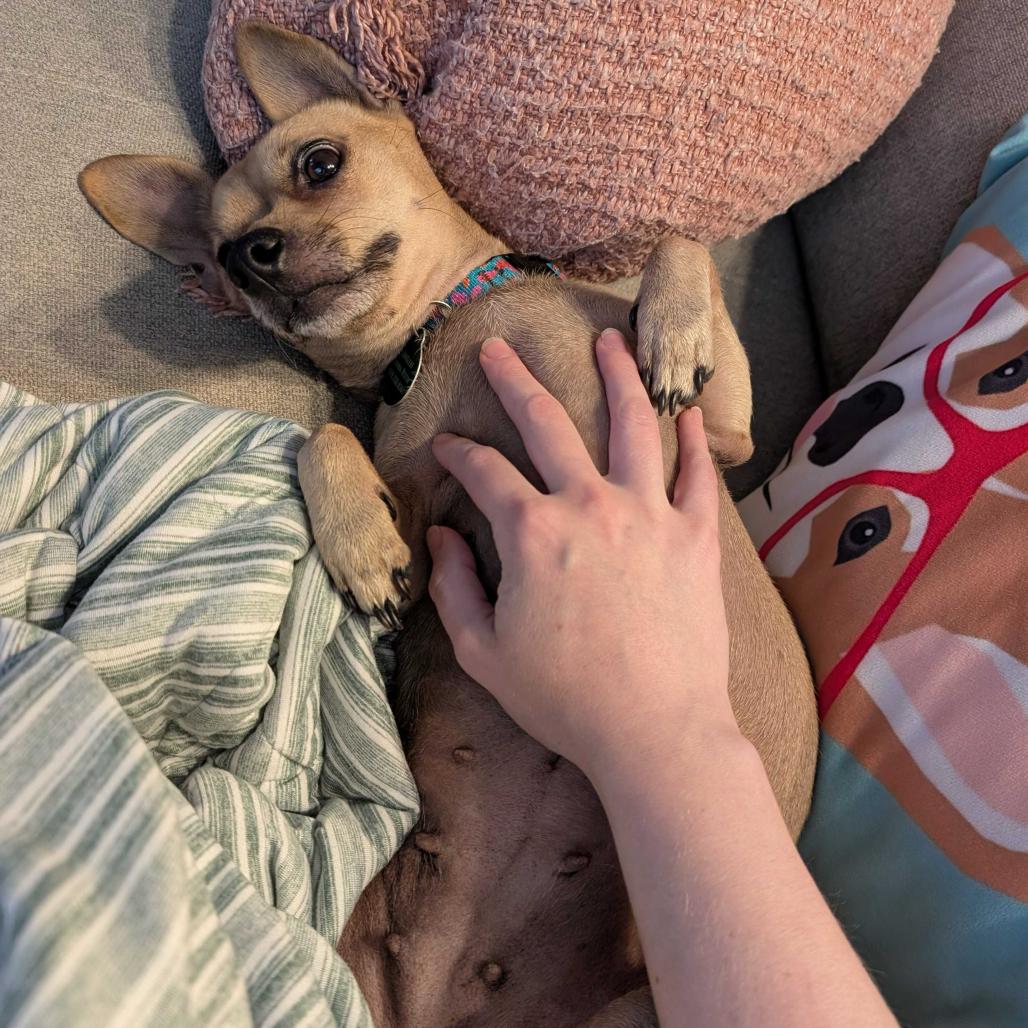 Enlarge Clover, a Adoptable Chihuahua in Hillsborough, NC image 5/6