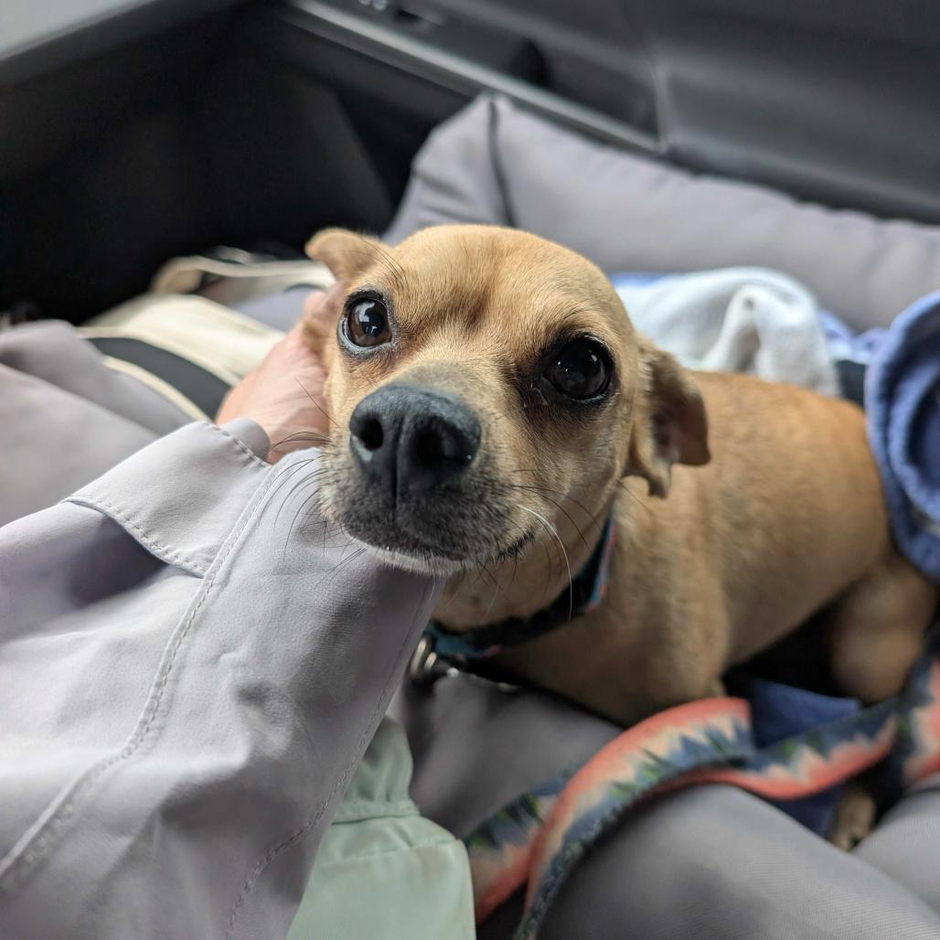 Enlarge Clover, a Adoptable Chihuahua in Hillsborough, NC image 6/6