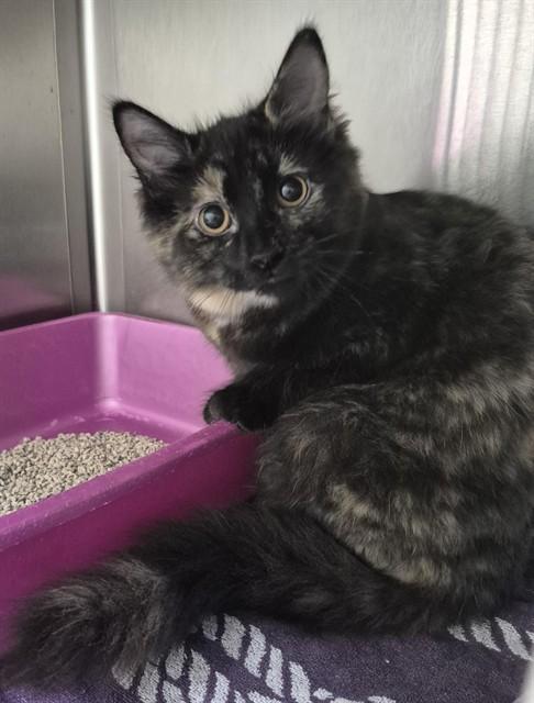 SASHA, Adoptable, Kitten Female Domestic Long Hair.