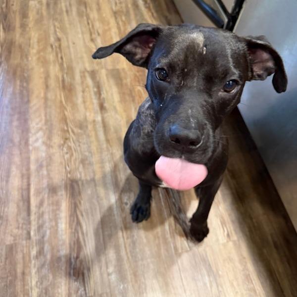 Skip, a Adoptable Mixed Breed in Bentonville, AR image 1/6