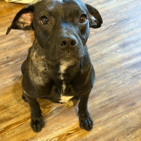Skip, a Adoptable Mixed Breed in Bentonville, AR image 2/6