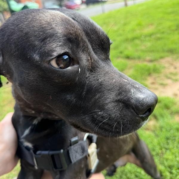 Skip, a Adoptable Mixed Breed in Bentonville, AR image 3/6