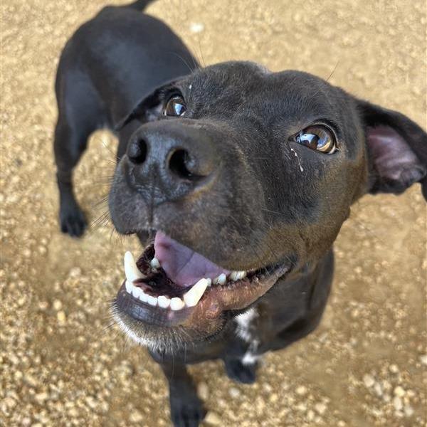 Skip, a Adoptable Mixed Breed in Bentonville, AR image 4/6