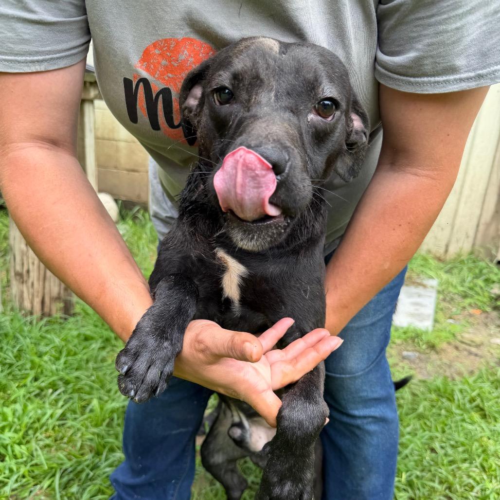 Skip, a Adoptable Mixed Breed in Bentonville, AR image 5/6