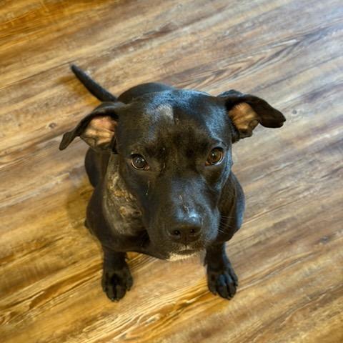 Skip, a Adoptable Mixed Breed in Bentonville, AR image 6/6