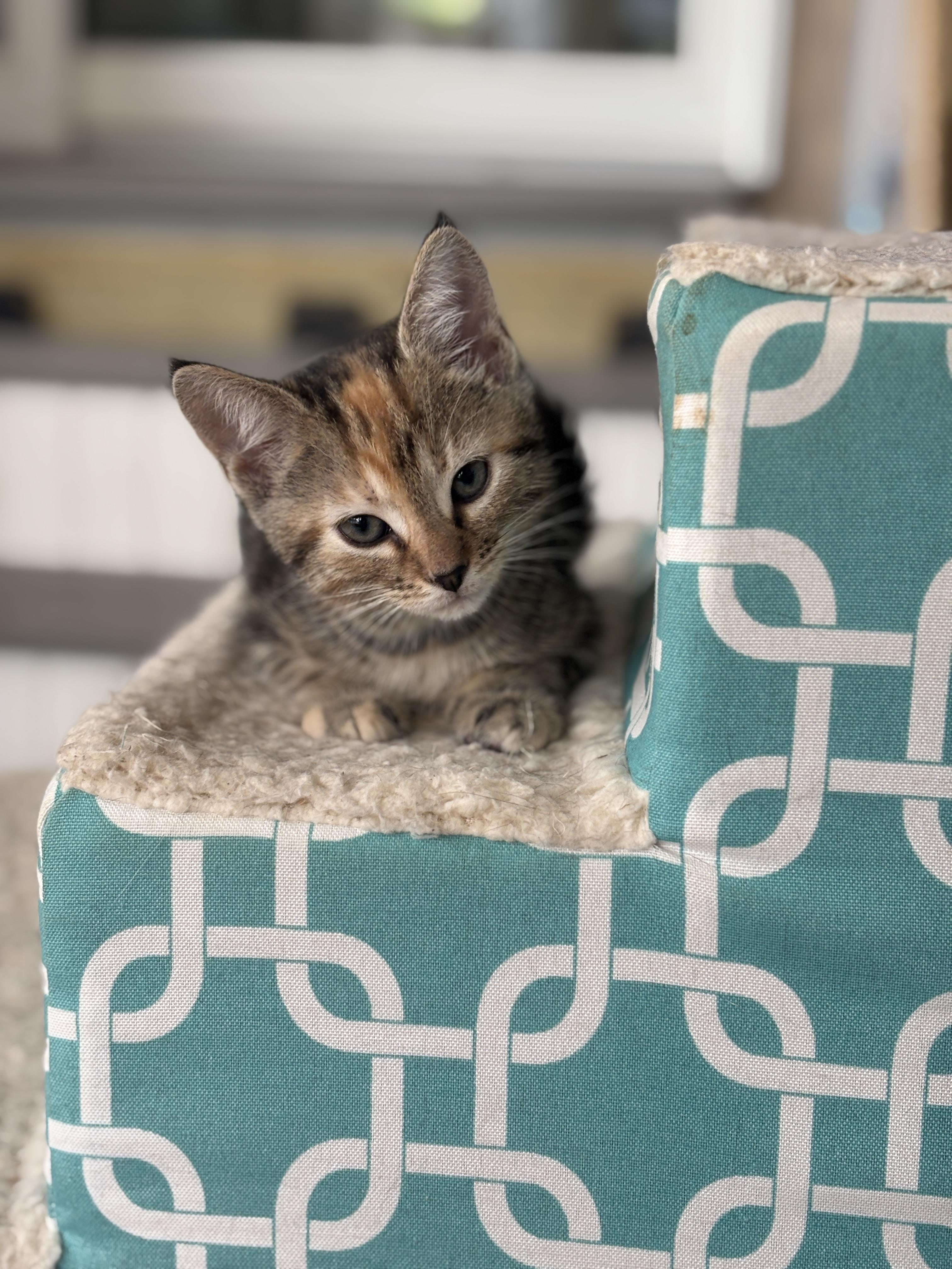 Rosemary , an adopted mixed breed in Vineyard Haven, MA image 3/3