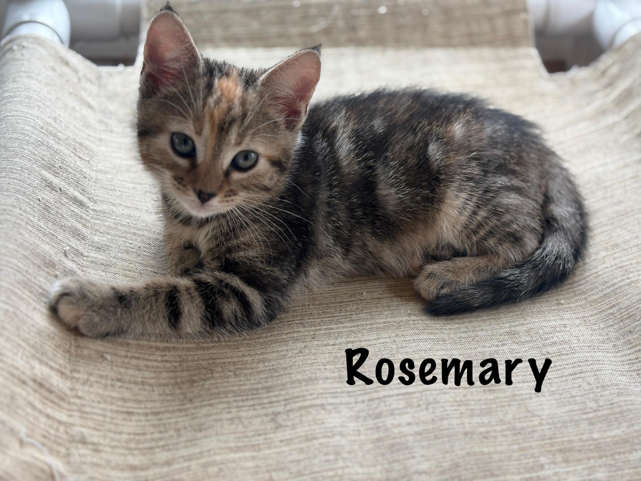 Rosemary , an adopted mixed breed in Vineyard Haven, MA image 1/3
