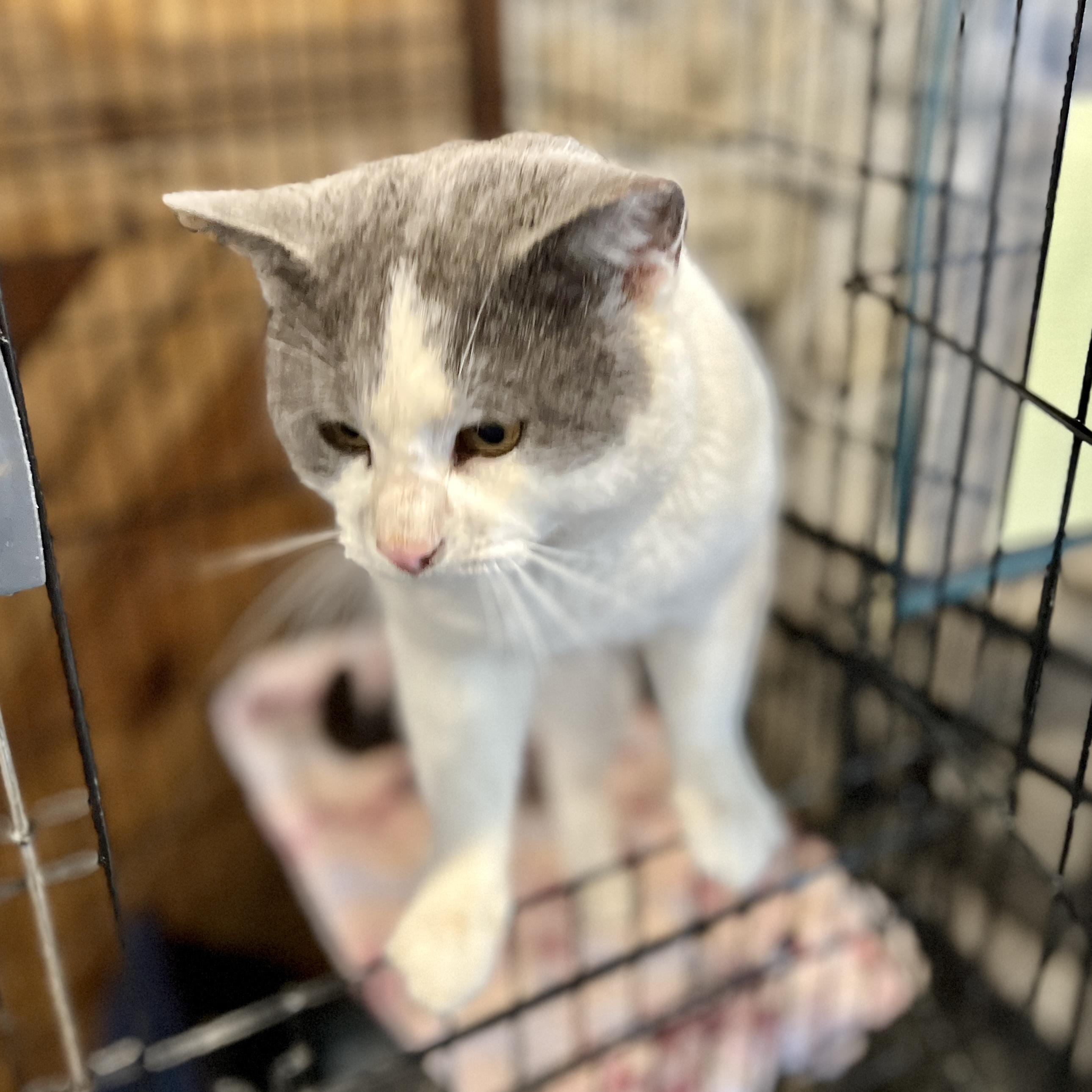 Enlarge Grayson, an adopted Domestic Short Hair in Waveland, IN image 2/3