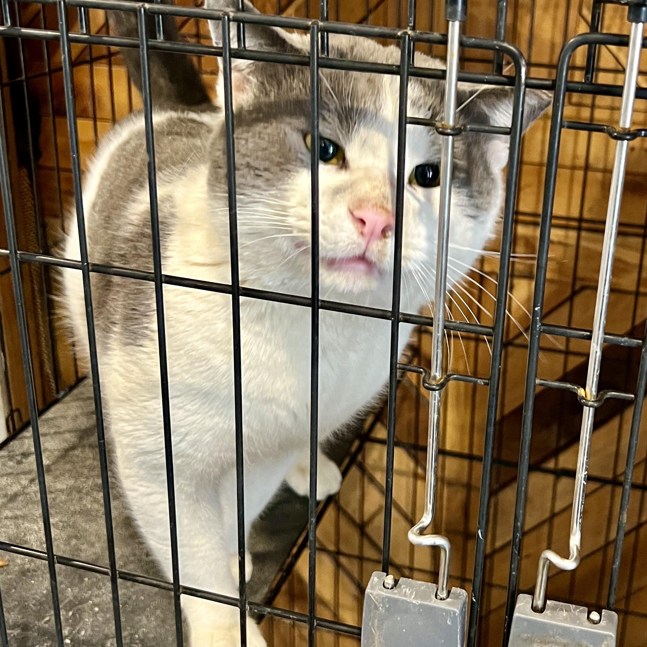 Enlarge Grayson, an adopted Domestic Short Hair in Waveland, IN image 1/3