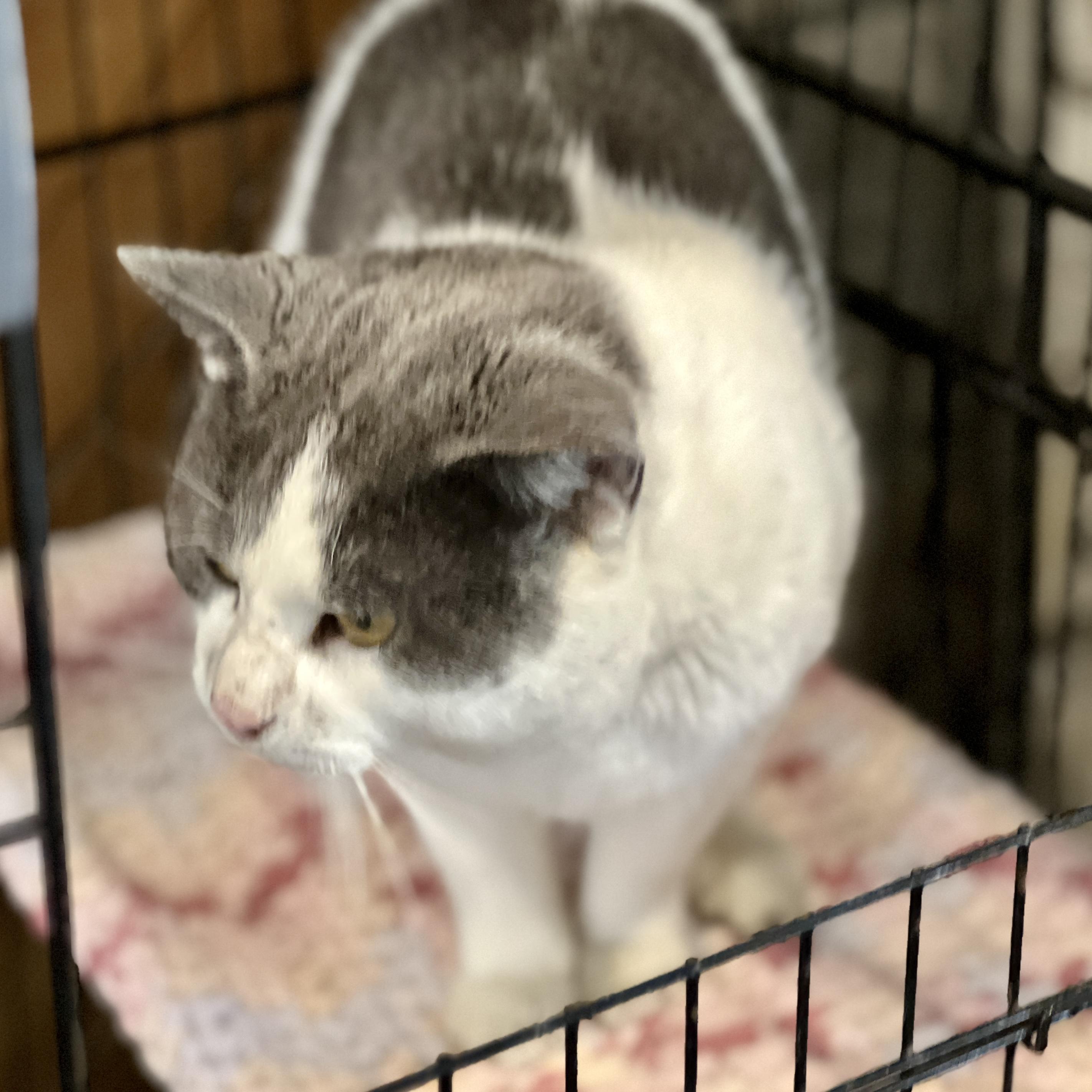 Enlarge Grayson, an adopted Domestic Short Hair in Waveland, IN image 3/3