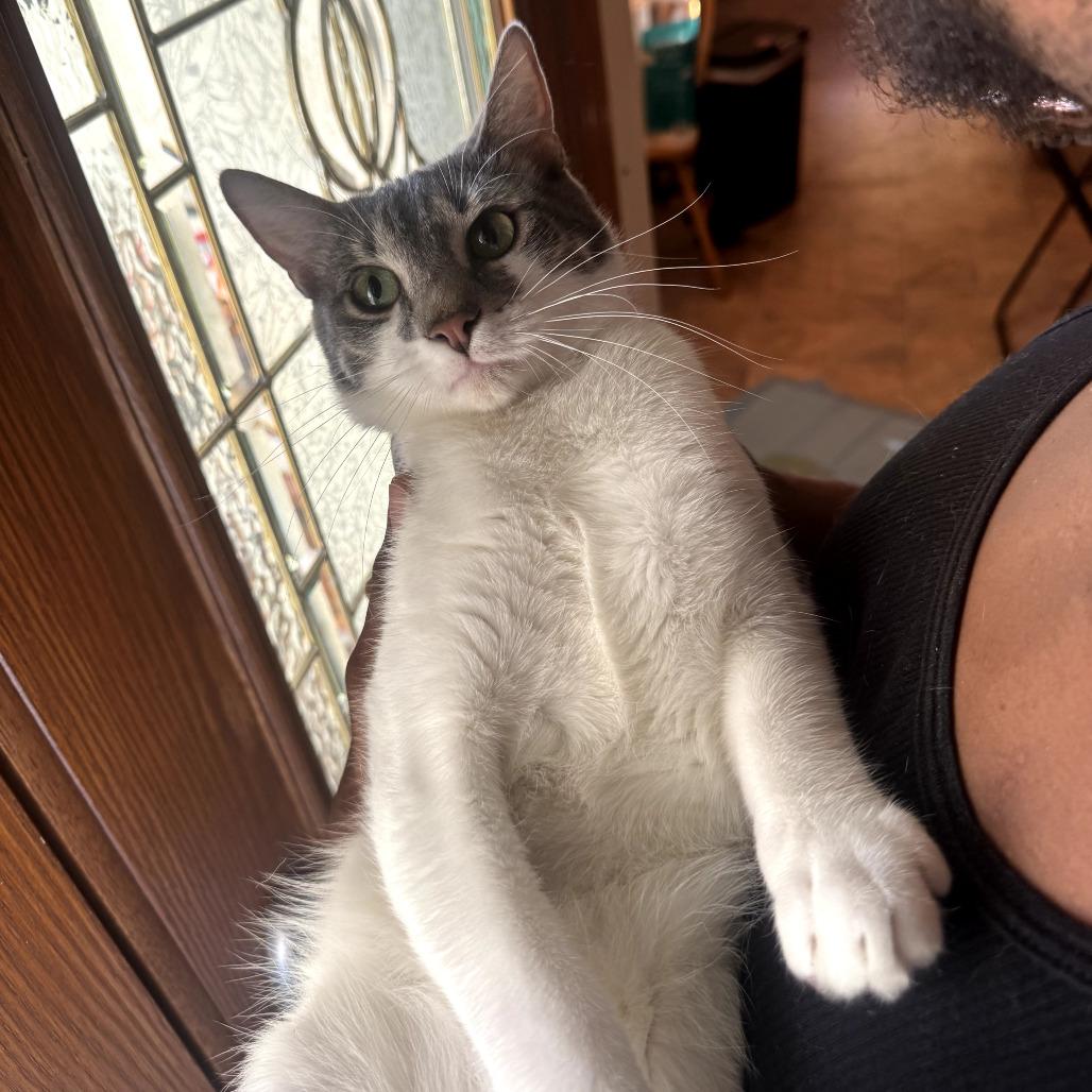 Enlarge Jonathon, a Adoptable Domestic Short Hair in Vallejo, CA image 1/5