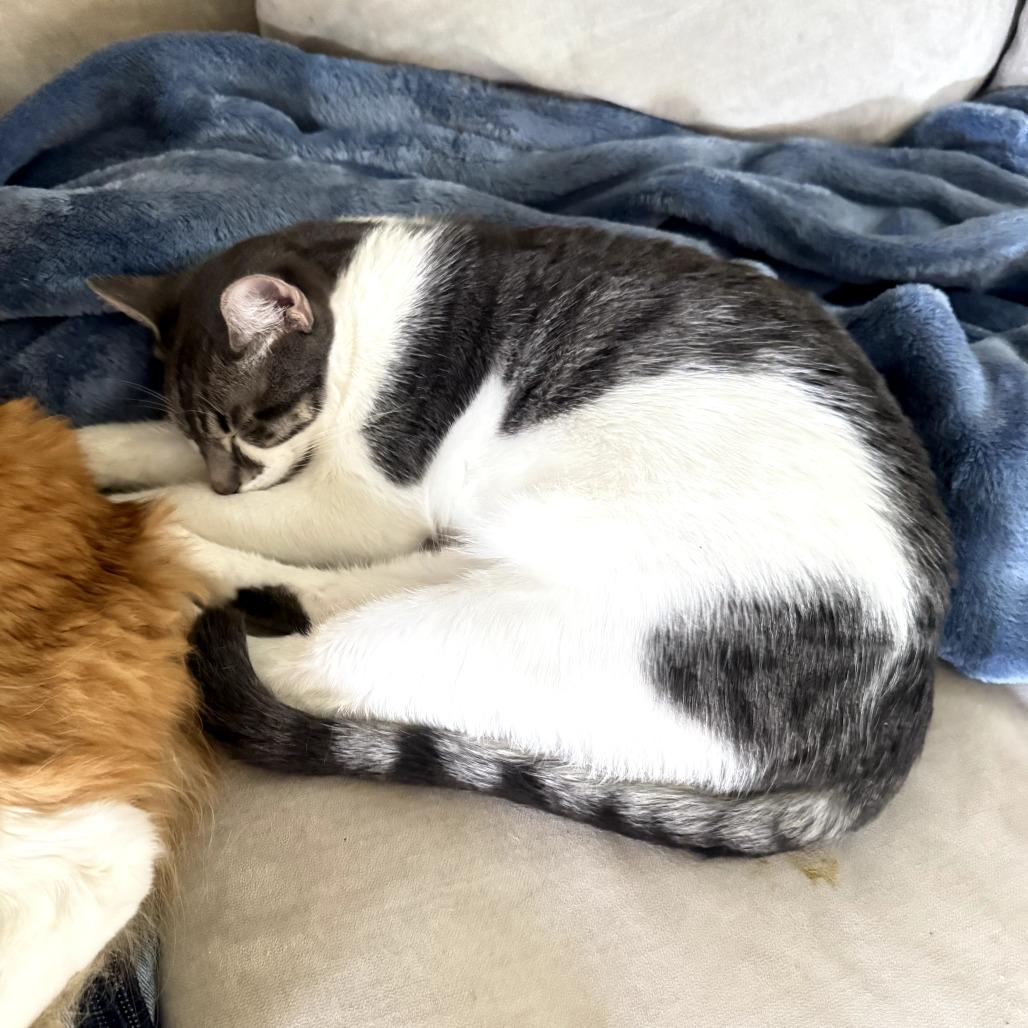 Enlarge Jonathon, a Adoptable Domestic Short Hair in Vallejo, CA image 5/5