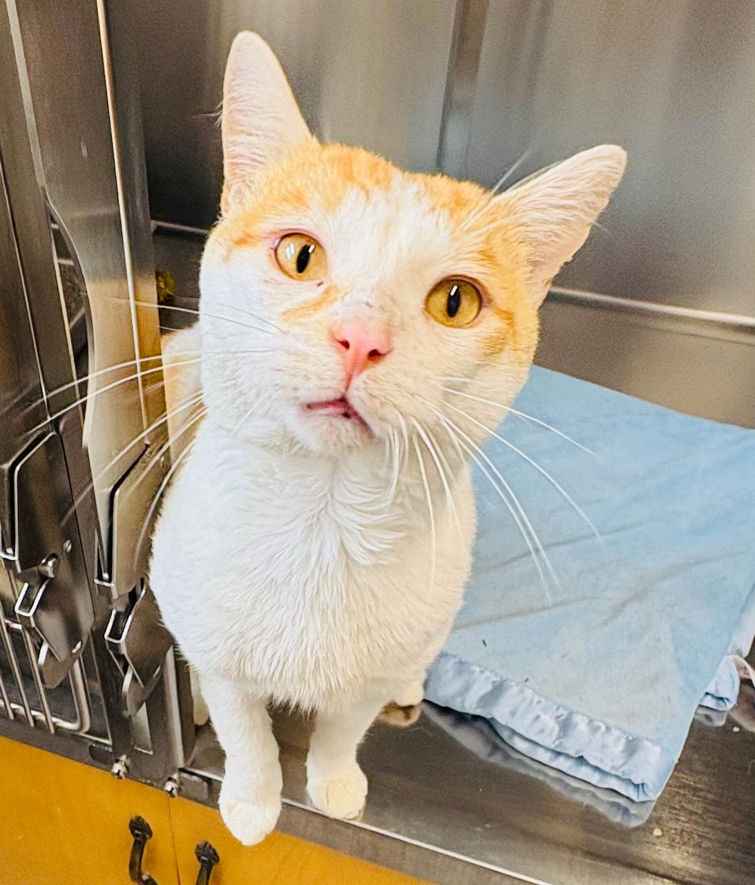 Enlarge Hunter, an adoptable Domestic Short Hair in St Stephen, NB image 1/1