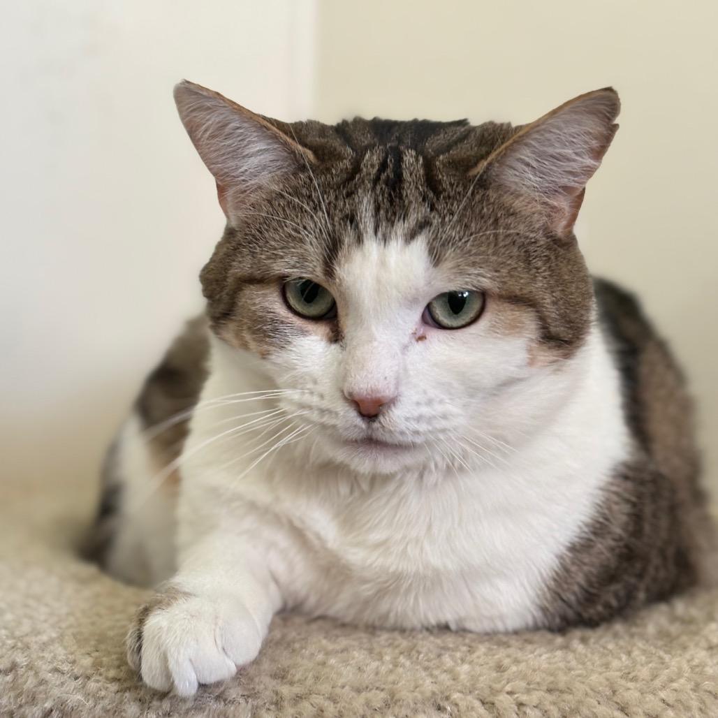 Colonel Candy, Adoptable, Adult Male Domestic Short Hair.