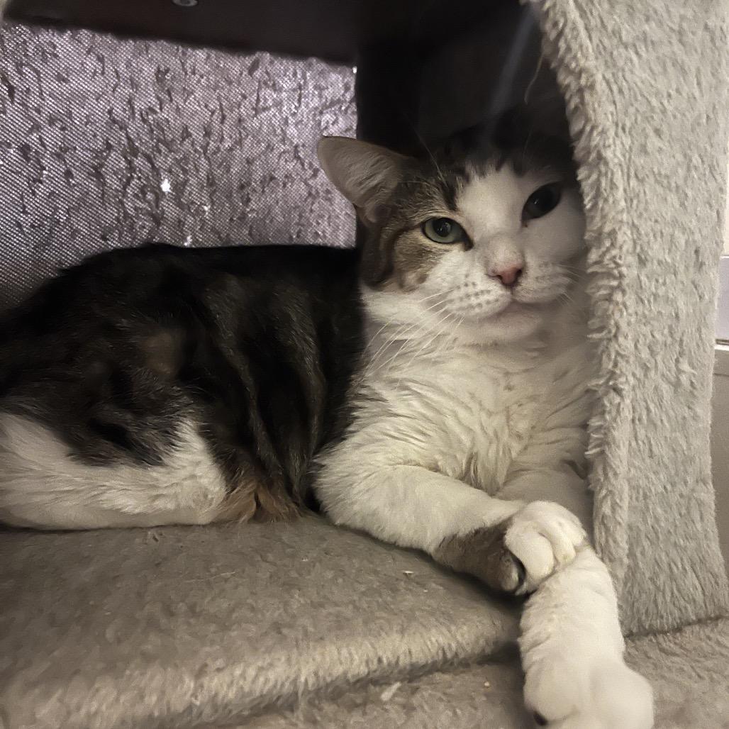 Enlarge Colonel Candy, a Adoptable Domestic Short Hair in Chicago, IL image 2/2