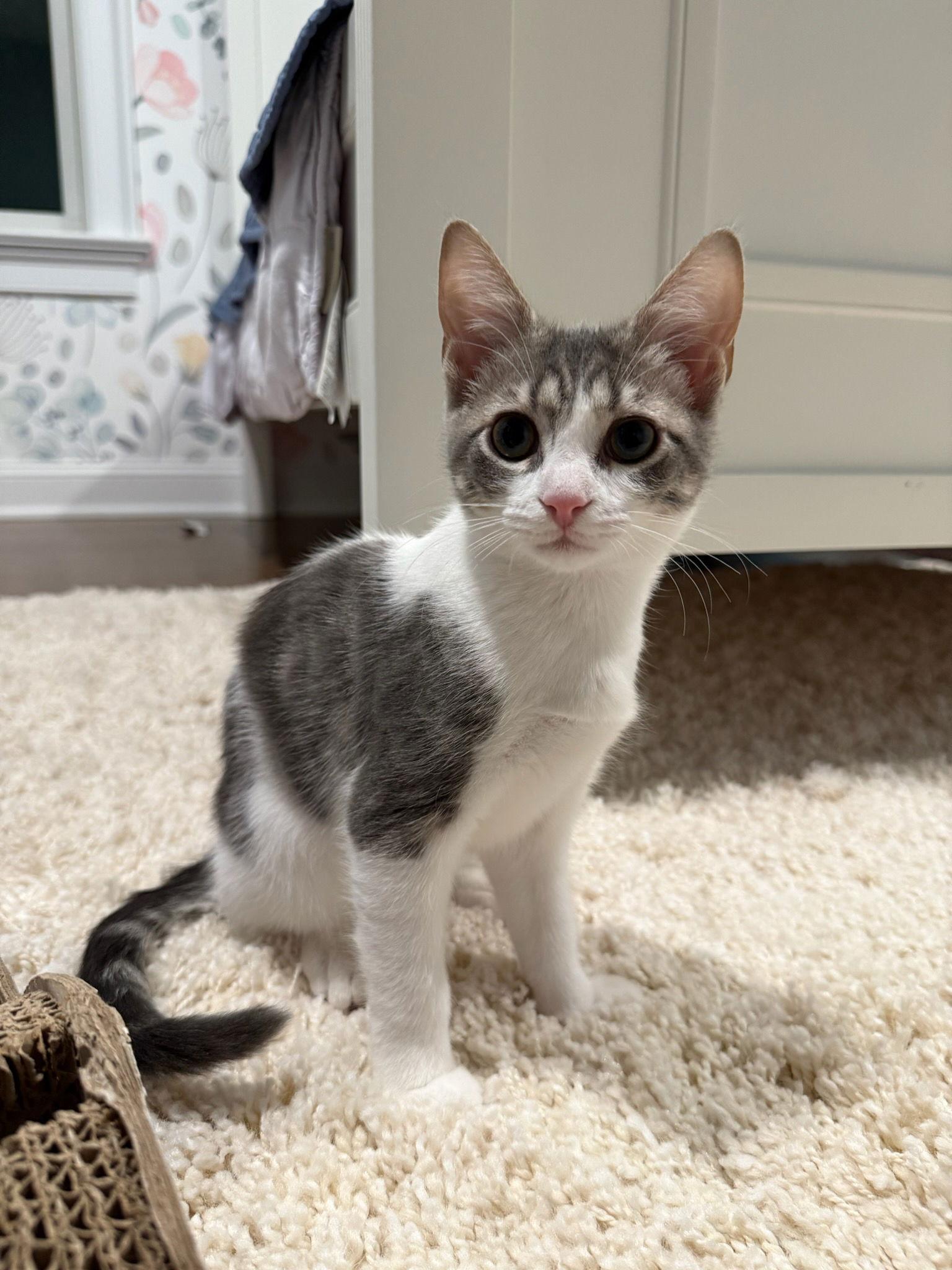 Enlarge ISABELLA, a Adoptable Domestic Short Hair in Oakhurst, NJ image 1/3