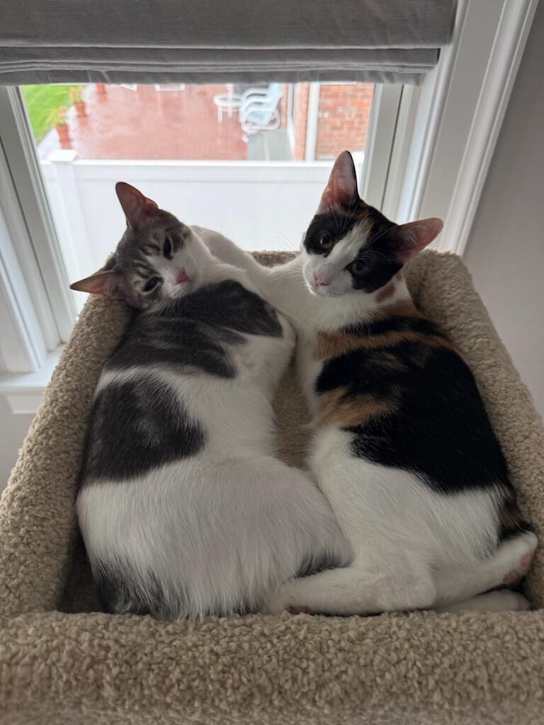 Enlarge ISABELLA, a Adoptable Domestic Short Hair in Oakhurst, NJ image 2/3