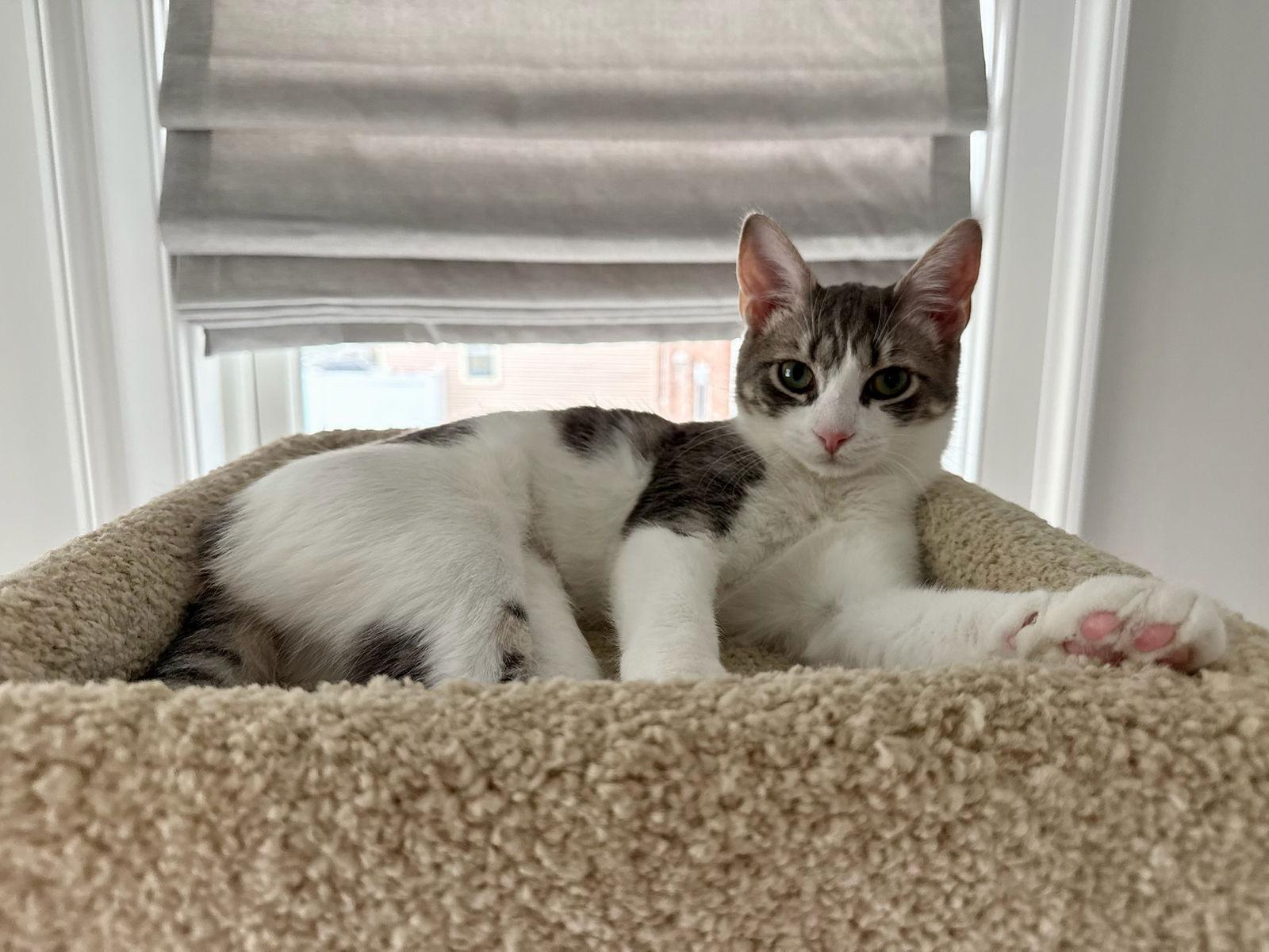 Enlarge ISABELLA, a Adoptable Domestic Short Hair in Oakhurst, NJ image 3/3