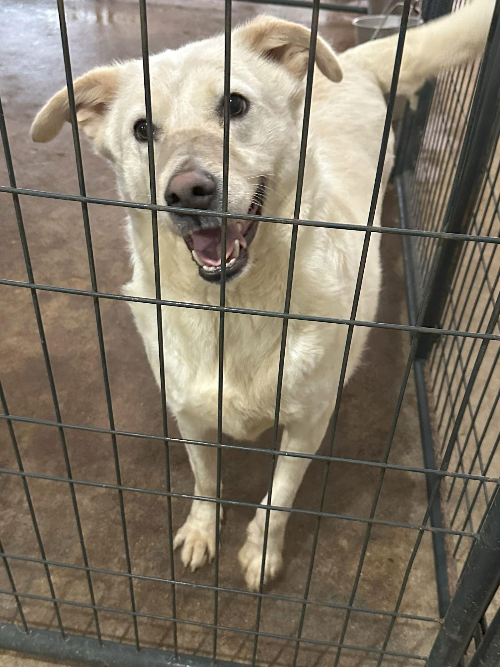 Saturday, Adoptable, Adult Male Labrador Retriever & Husky.