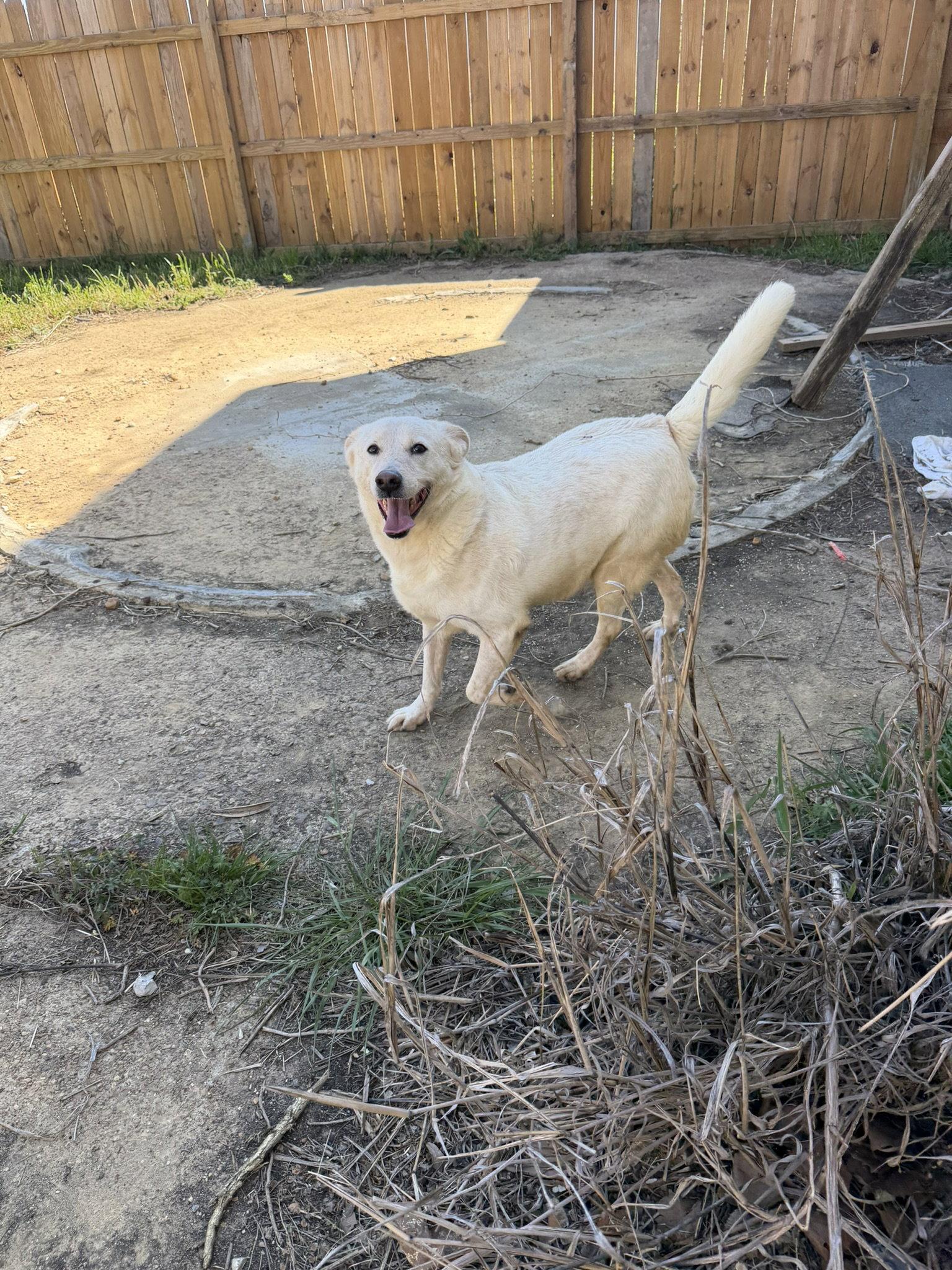 Enlarge Saturday, a Adoptable mixed breed in Jackson, MS image 2/3