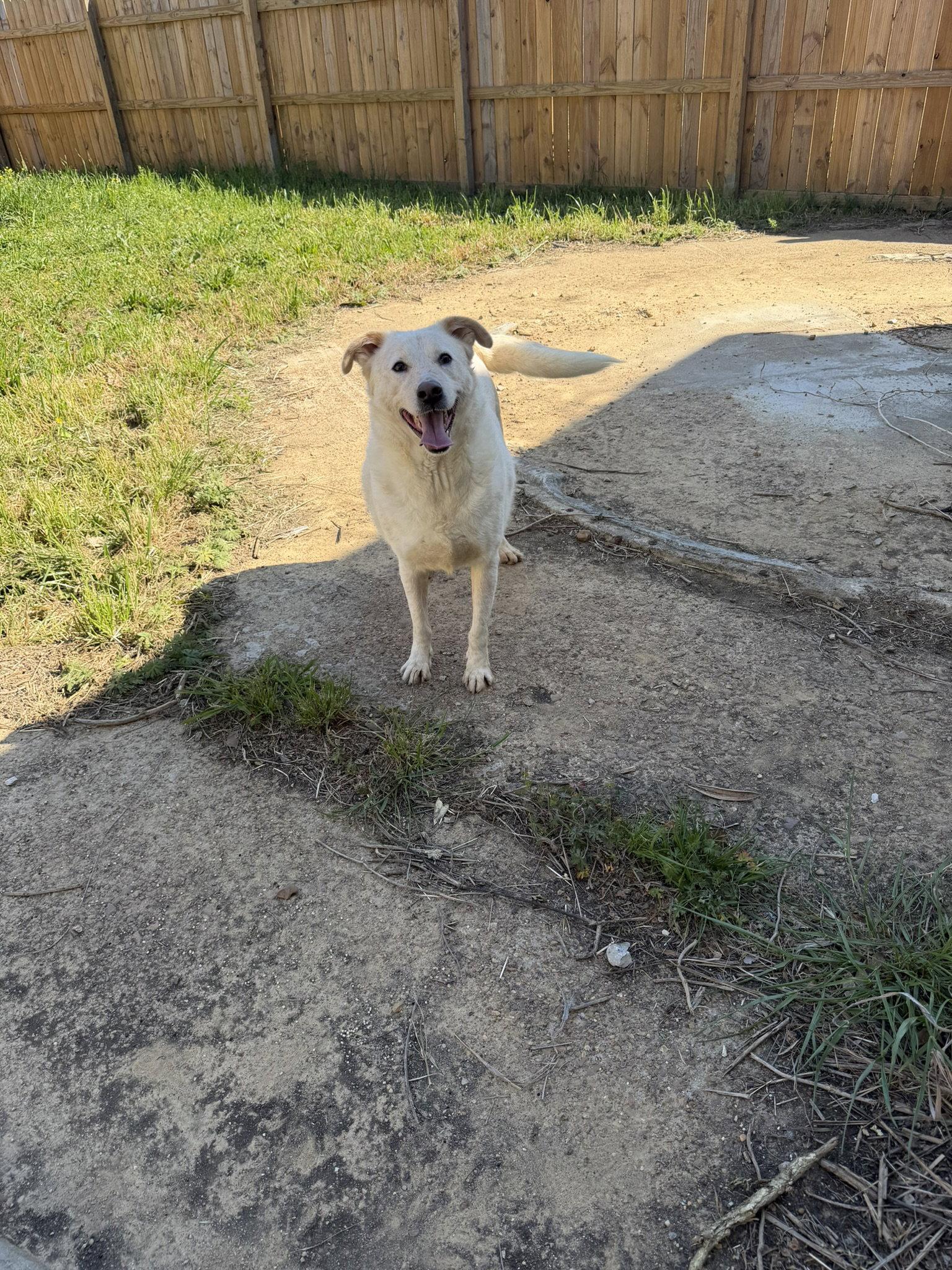 Enlarge Saturday, a Adoptable mixed breed in Jackson, MS image 3/3
