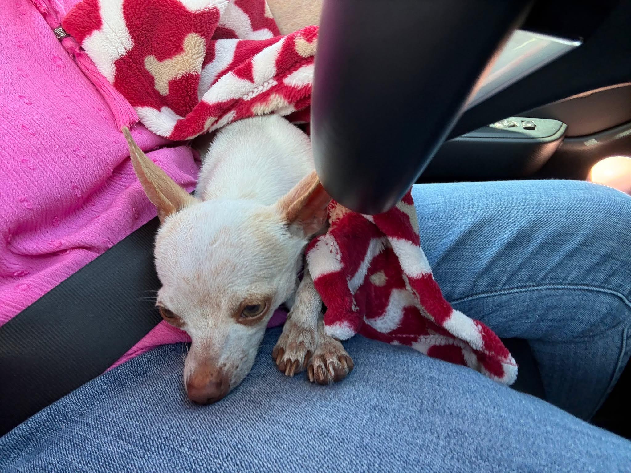 Yellow, Adopted, Adult Female Chihuahua.