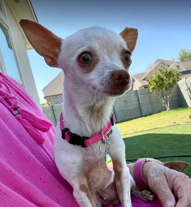 Enlarge Yellow, a Adopted Chihuahua in Austin, TX image 2/4