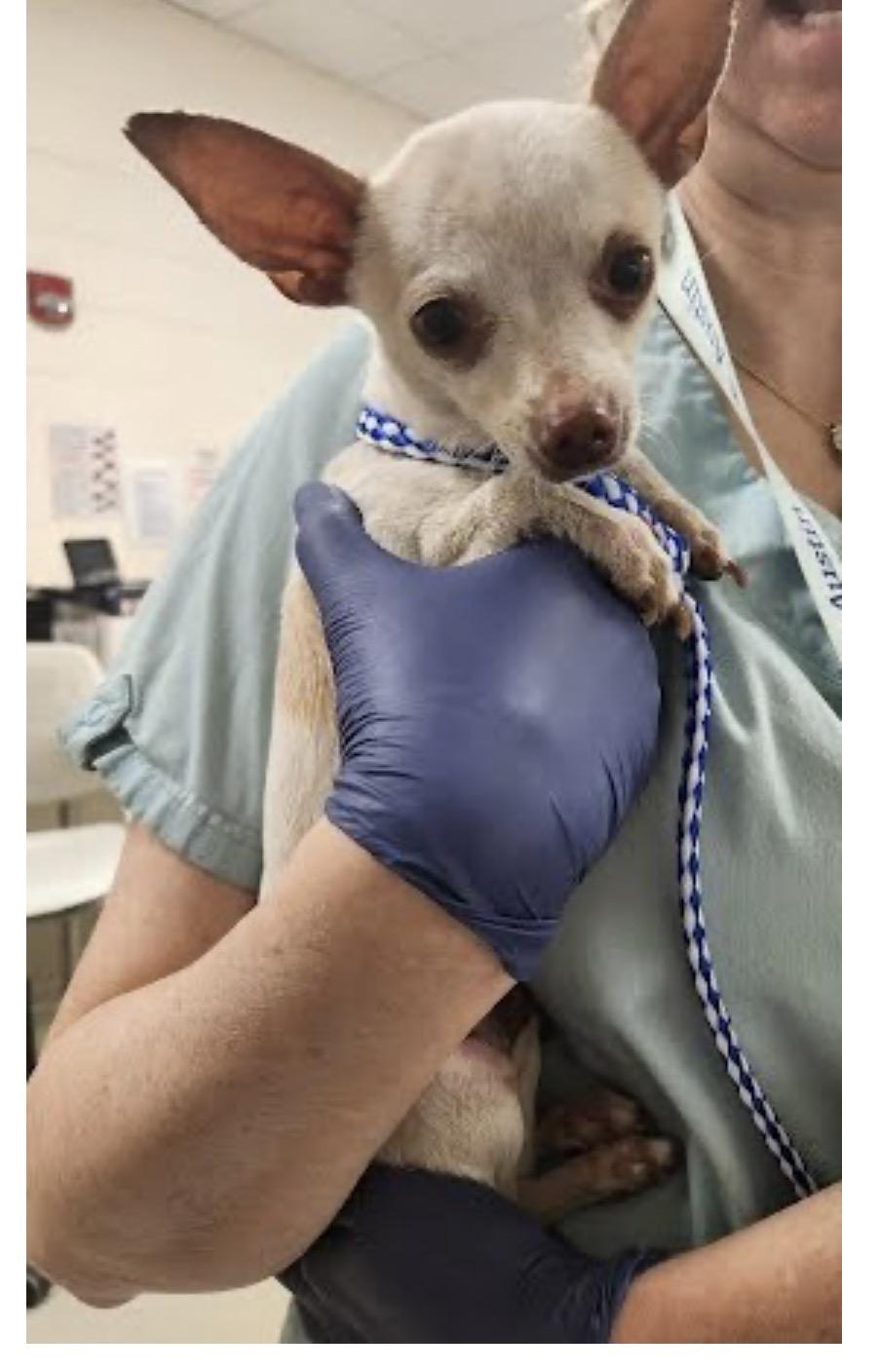 Enlarge Yellow, a Adopted Chihuahua in Austin, TX image 2/4