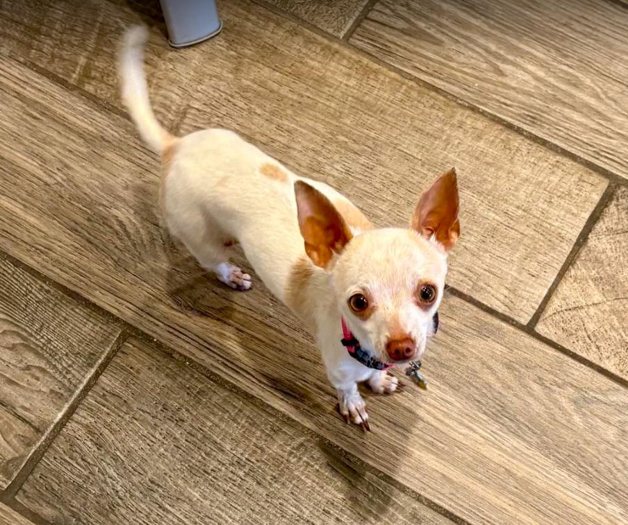 Enlarge Yellow, a Adopted Chihuahua in Austin, TX image 3/4