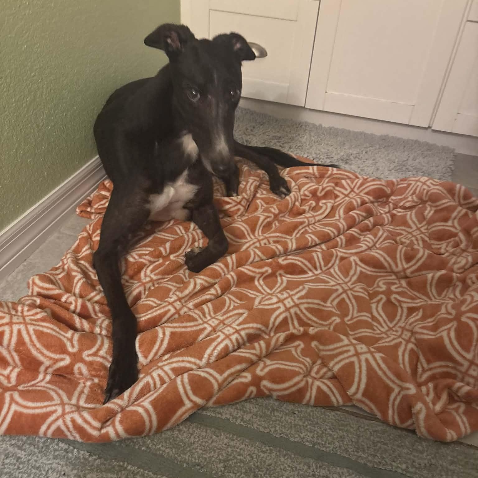 Savana Romany (Savana), ADOPTABLE, Adult Female Greyhound.