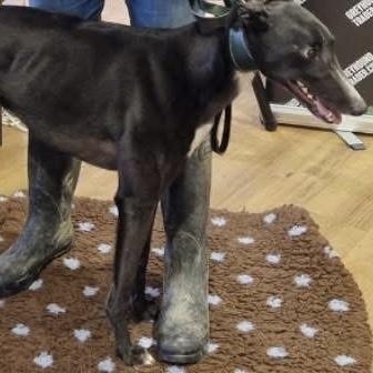 Enlarge Savana Romany (Savana), a ADOPTABLE Greyhound in North Port, FL image 2/2