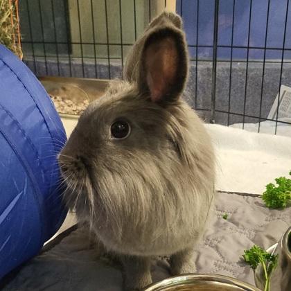 Sofa, Adoptable, Adult Female Bunny Rabbit & Bunny Rabbit.