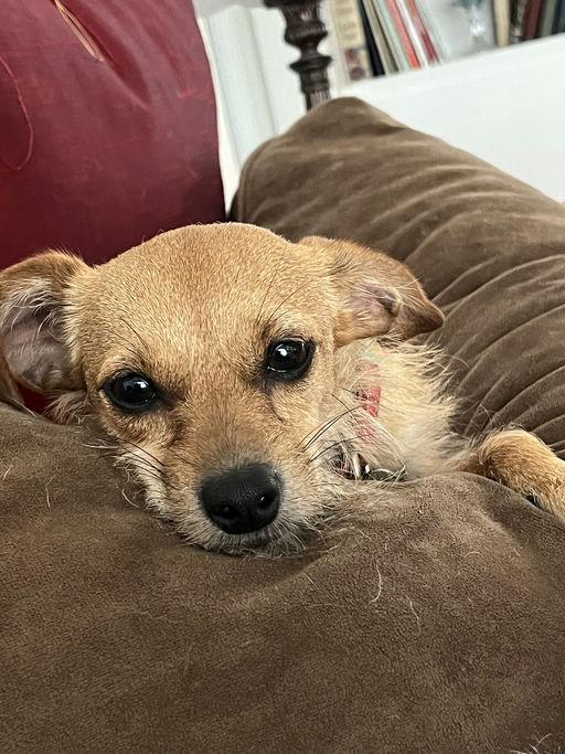 Enlarge Barbie, an adoptable mixed breed in Los Angeles, CA image 5/6